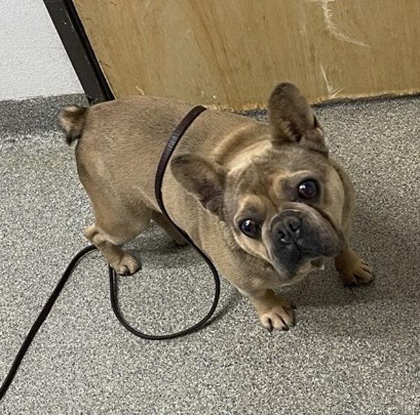 Test, Adoptable, Senior Male French Bulldog.