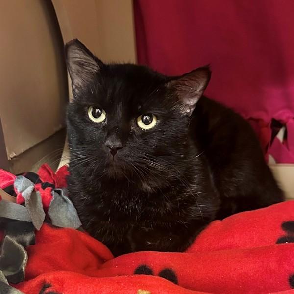 Oriole, Adoptable, Adult Male Domestic Short Hair.