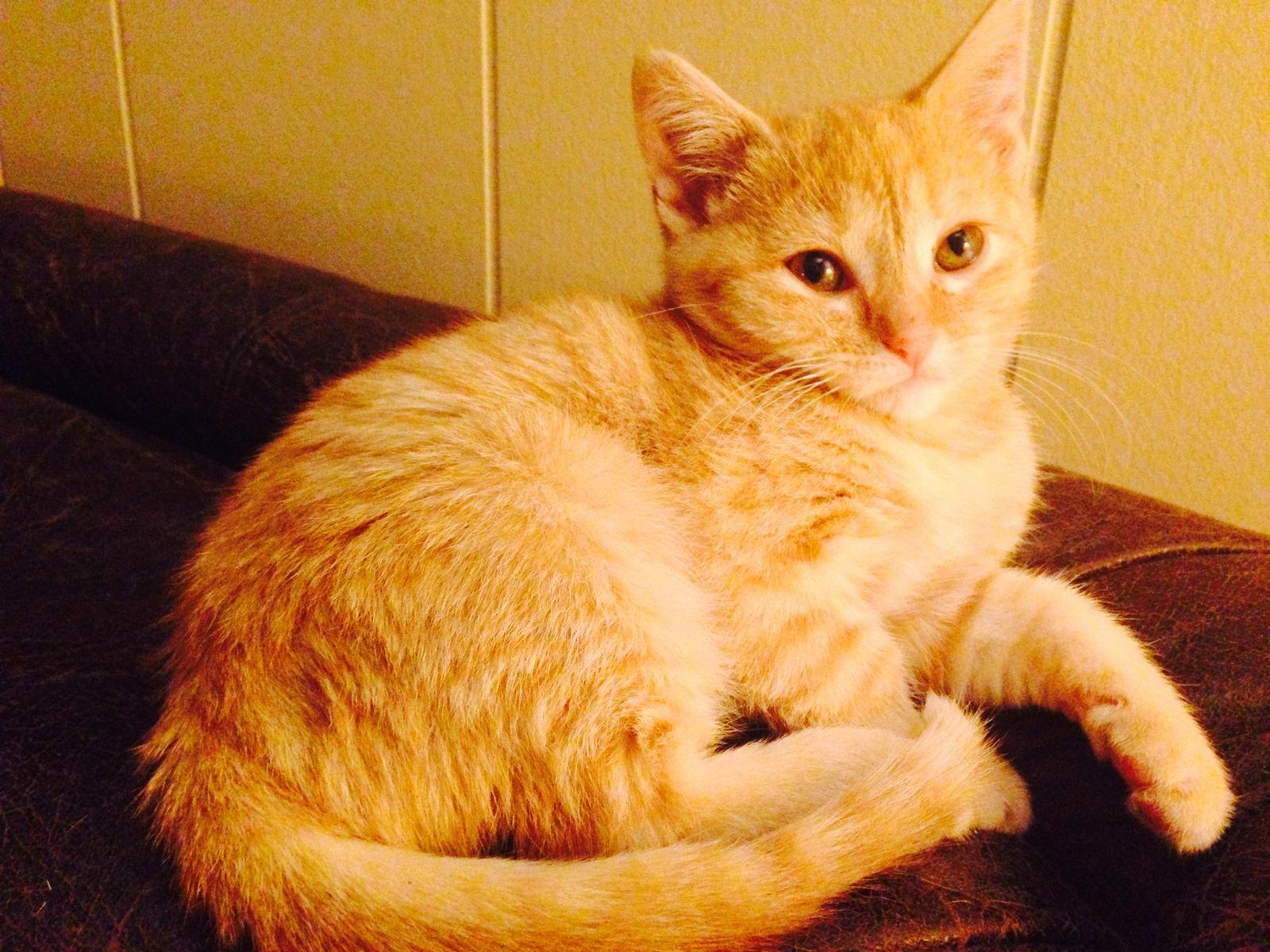 Enlarge Peaches, a Adopted mixed breed in Southaven, MS image 1/3