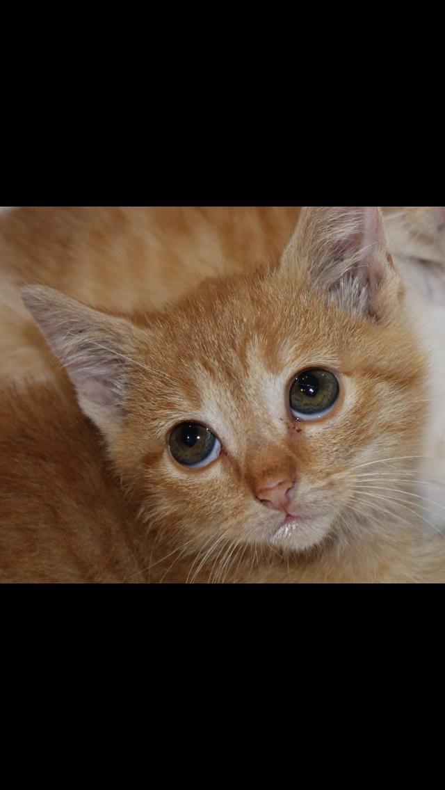 Enlarge Peaches, a Adopted mixed breed in Southaven, MS image 2/3