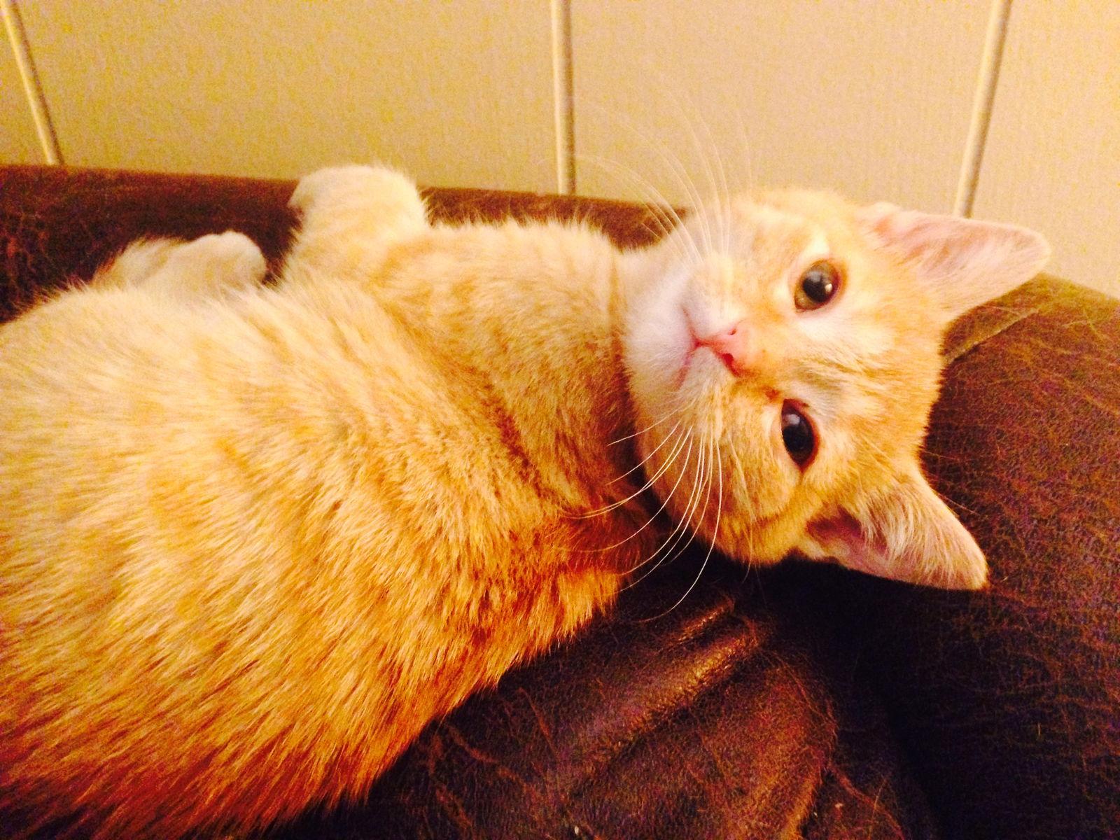 Enlarge Peaches, a Adopted mixed breed in Southaven, MS image 3/3