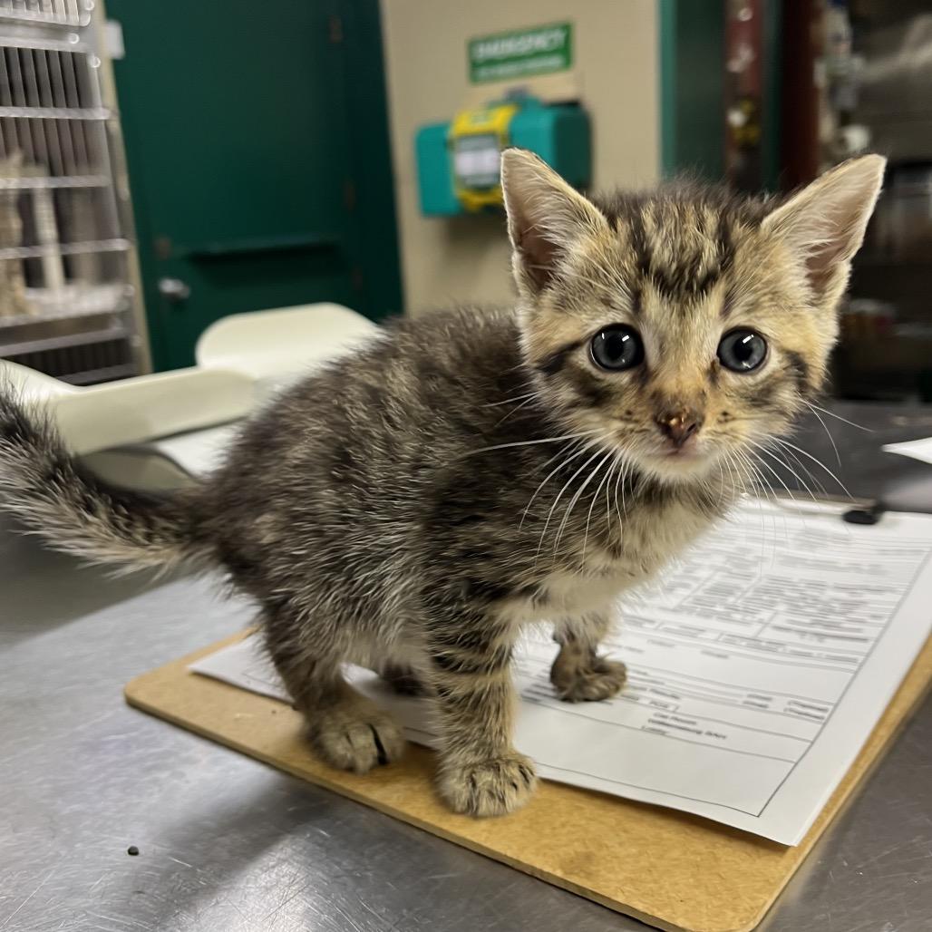 Enlarge Donald, a Adoptable Domestic Short Hair in Pauls Valley, OK image 1/1