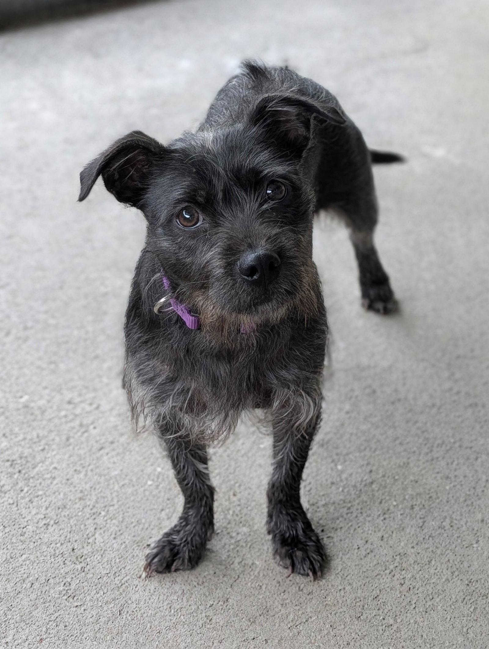 Brooke- cuteness overload, Adoptable, Adult Female Wire Fox Terrier.