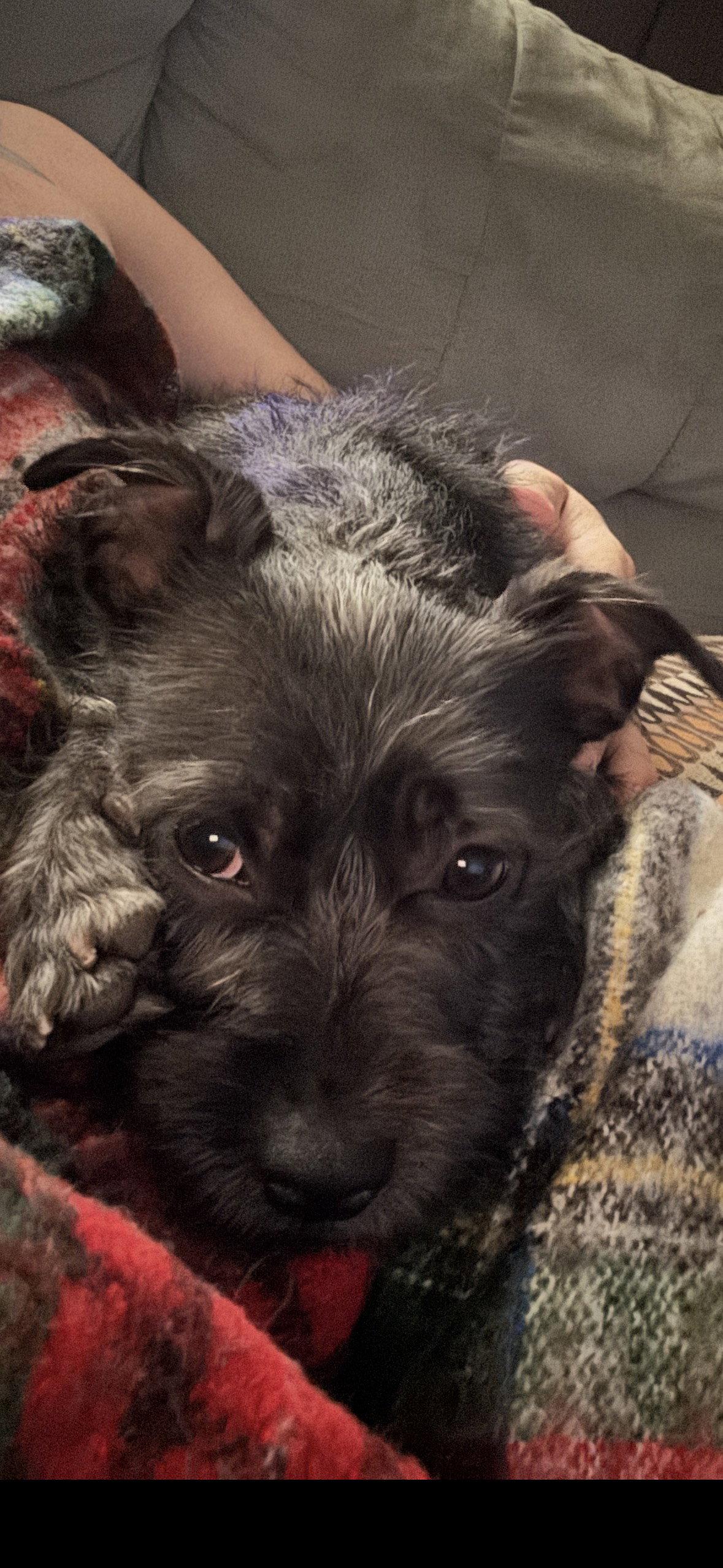 Brooke- cuteness overload, a Adoptable Wire Fox Terrier in Oakhurst, NJ image 2/3