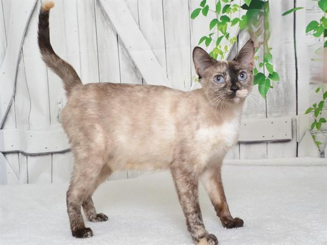 PEACHES, Adoptable, Young Female Siamese & Domestic Short Hair.