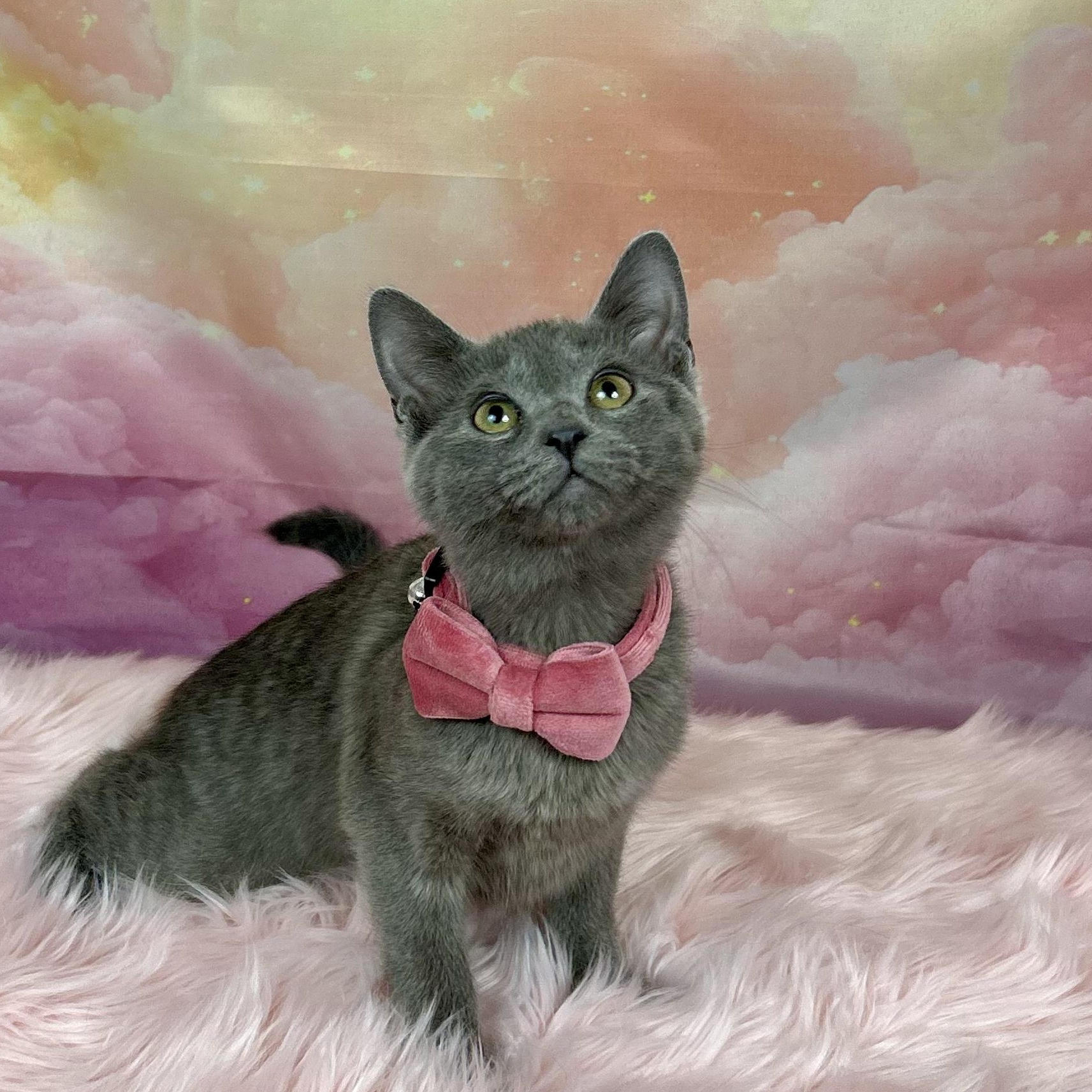 Luna, adopted, Kitten Female Russian Blue.