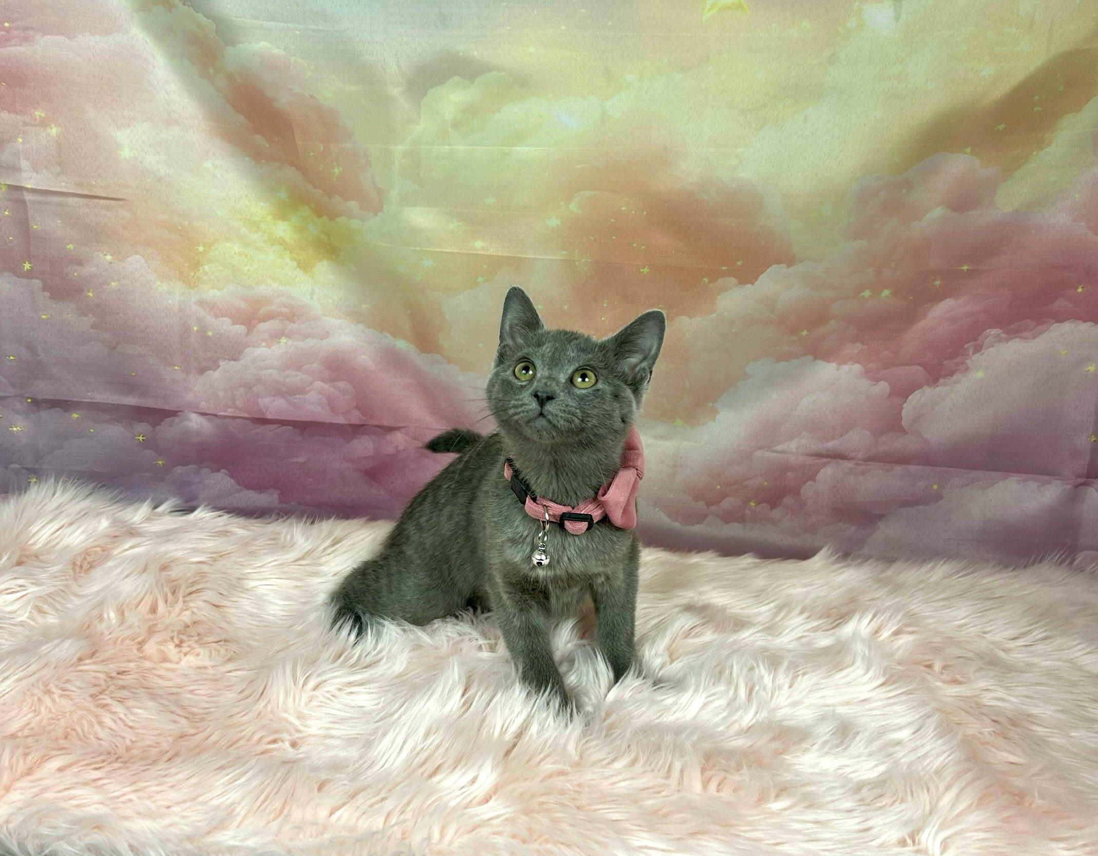 Enlarge Luna, an adopted mixed breed in Webster, TX image 2/3