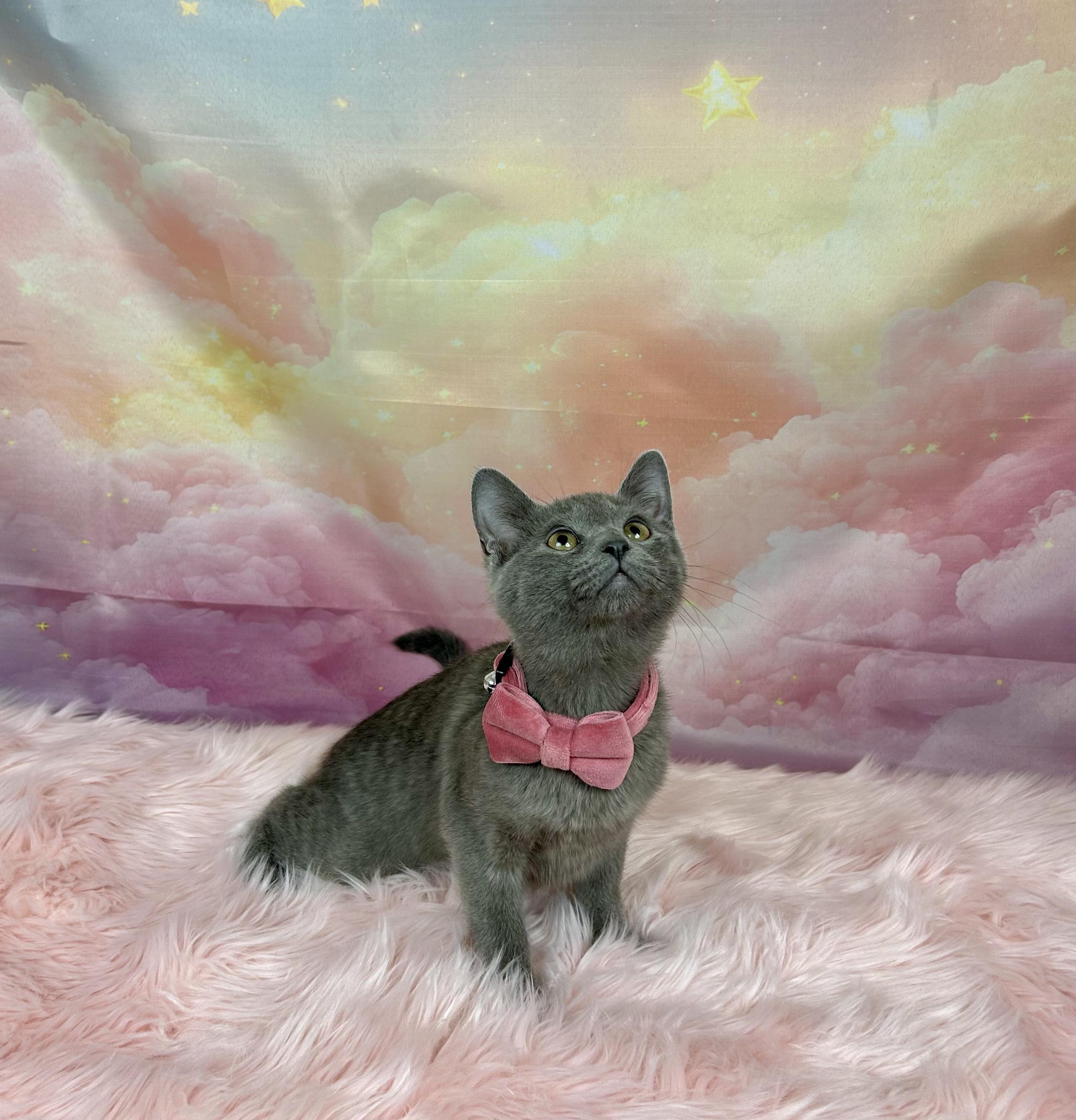 Enlarge Luna, an adopted mixed breed in Webster, TX image 3/3