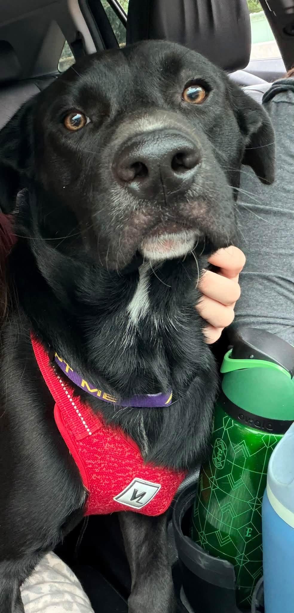 Enlarge Rufus, a Adoptable mixed breed in Nesquehoning, PA image 1/1