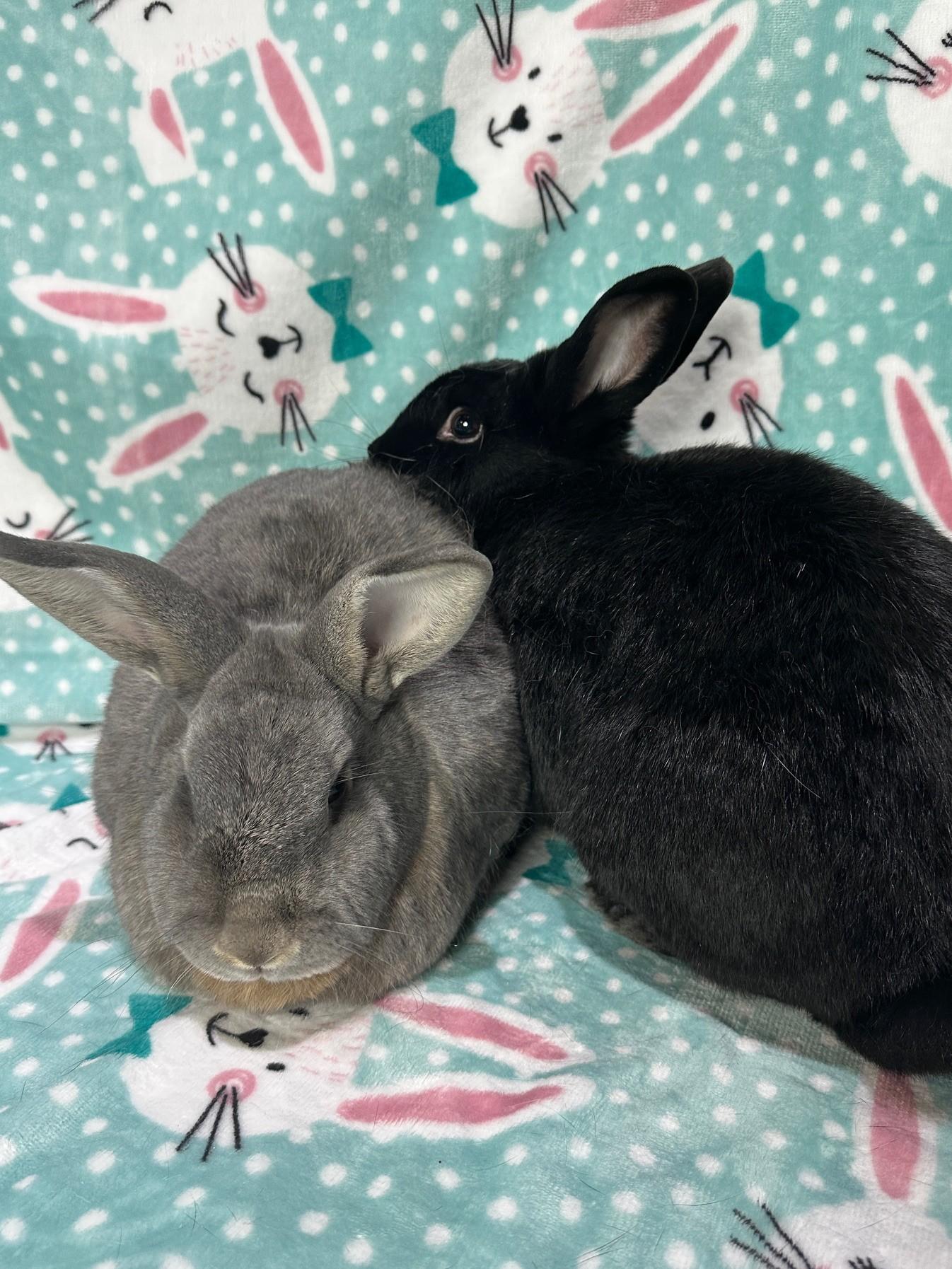 Enlarge Reba & Shania, a ADOPTABLE mixed breed in Gig Harbor, WA image 2/6