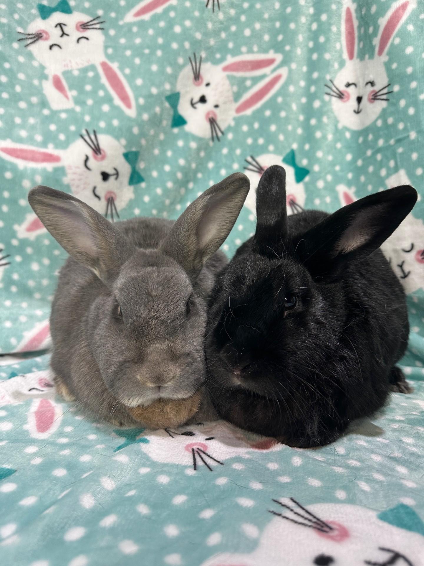Reba & Shania, ADOPTABLE, Adult Female American & Rex.
