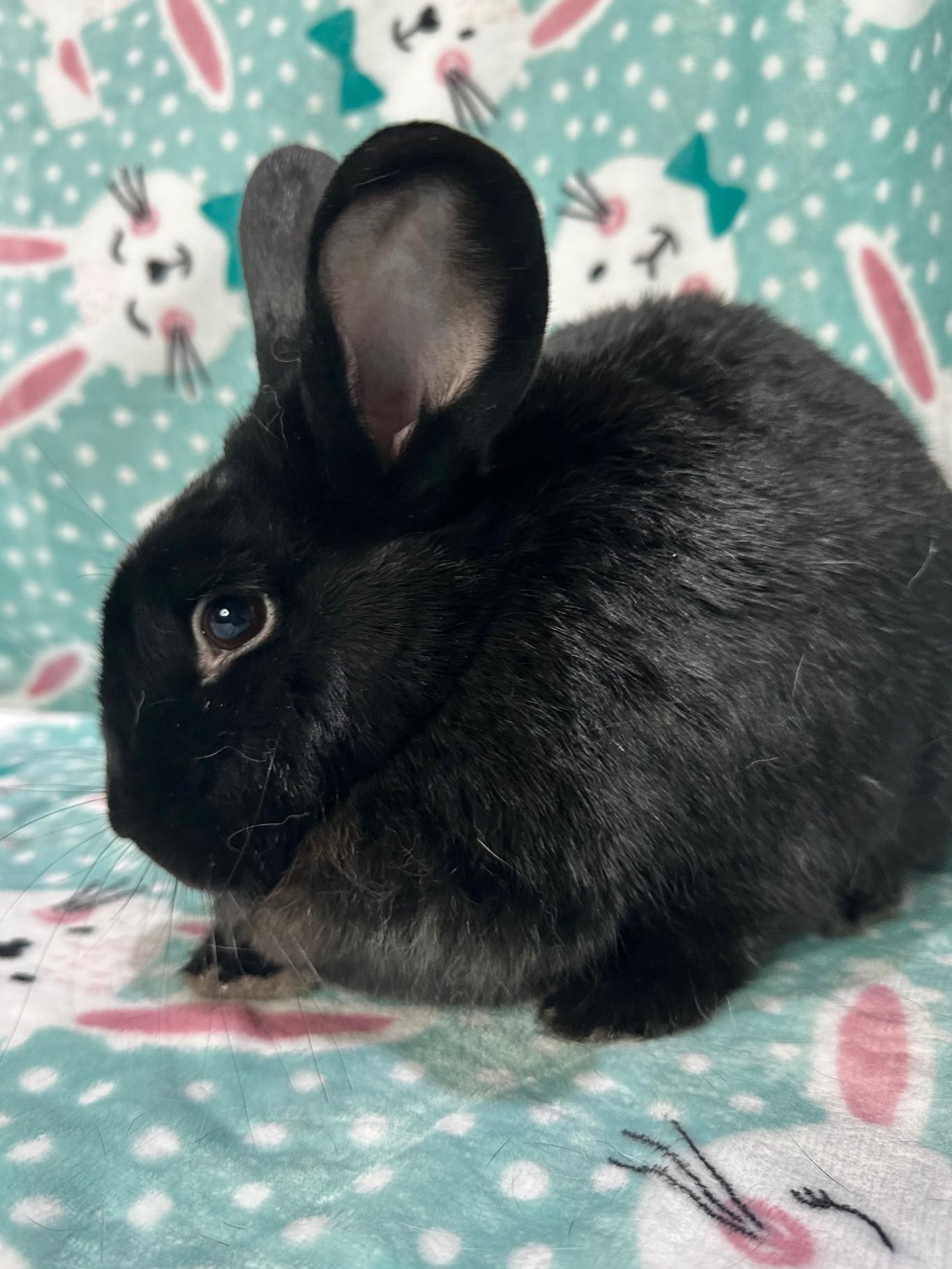 Enlarge Reba & Shania, a ADOPTABLE mixed breed in Gig Harbor, WA image 5/6