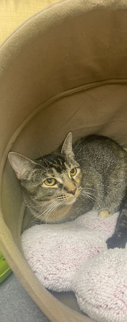 Elise, a Adoptable mixed breed in Arlington, TX image 1/2