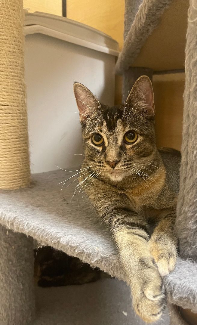 Elise, a Adoptable mixed breed in Arlington, TX image 2/2