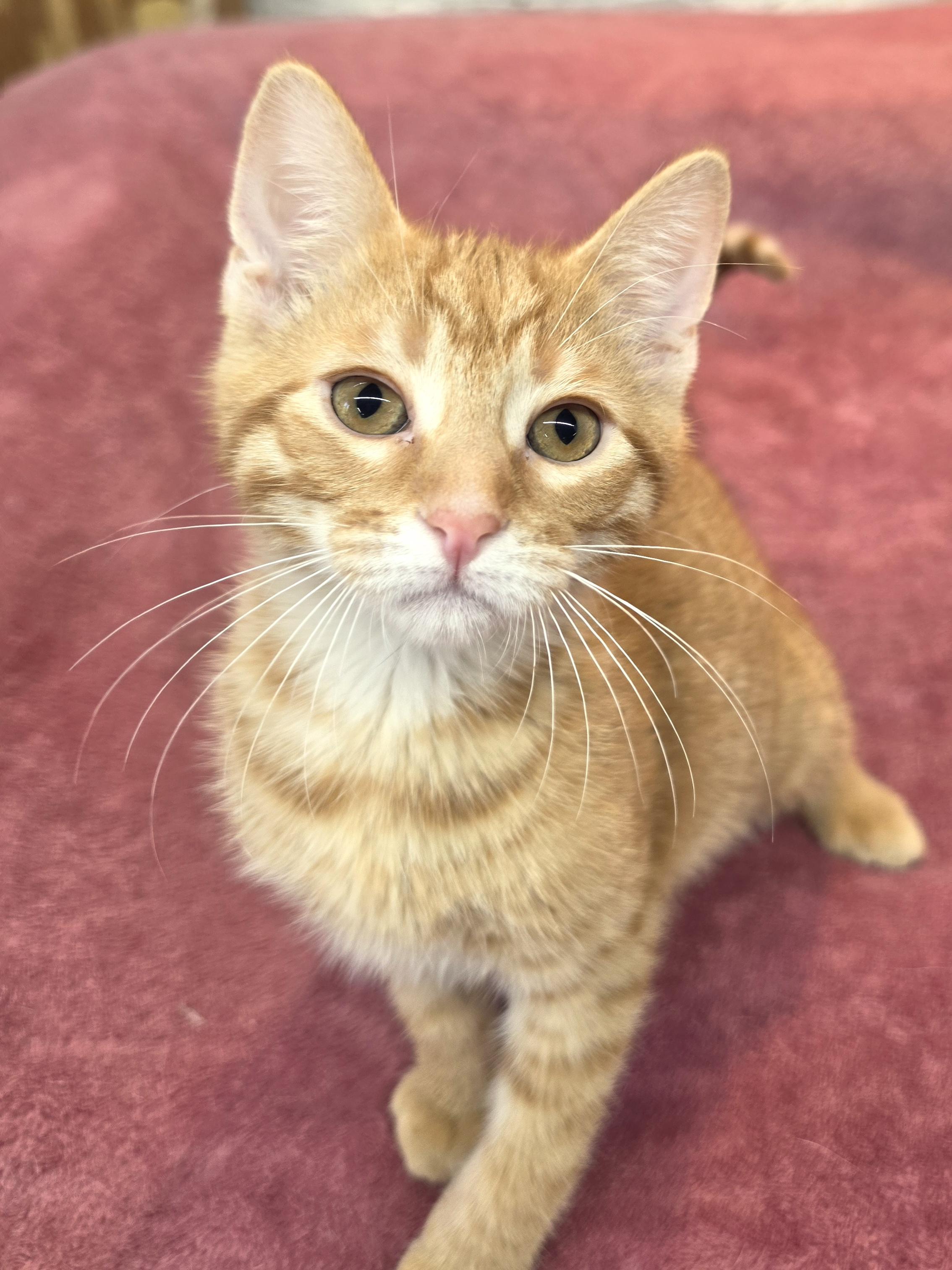 Enlarge Fergus, a Adoptable Domestic Short Hair in Avon, OH image 4/4