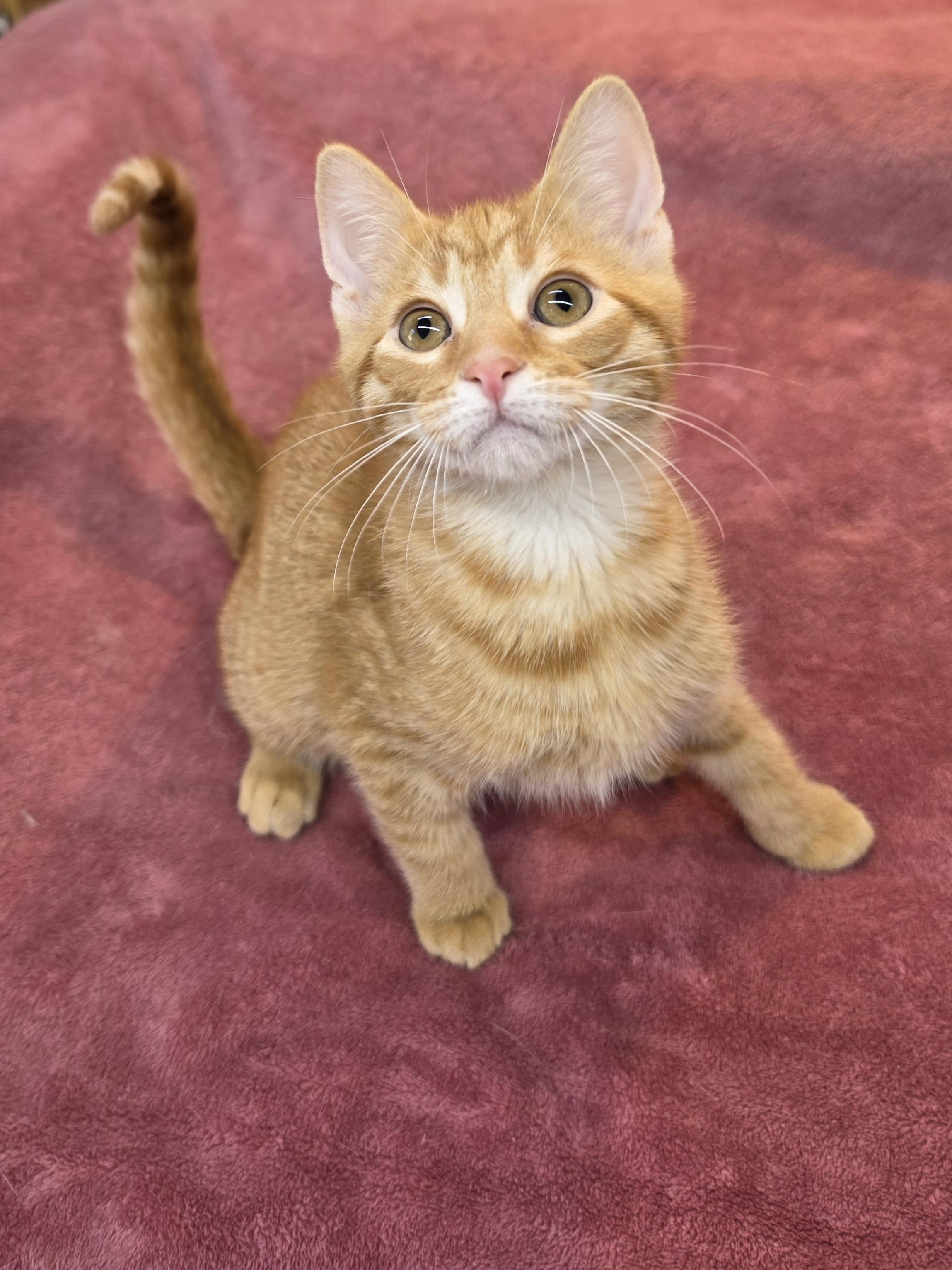 Enlarge Fergus, a Adoptable Domestic Short Hair in Avon, OH image 3/4