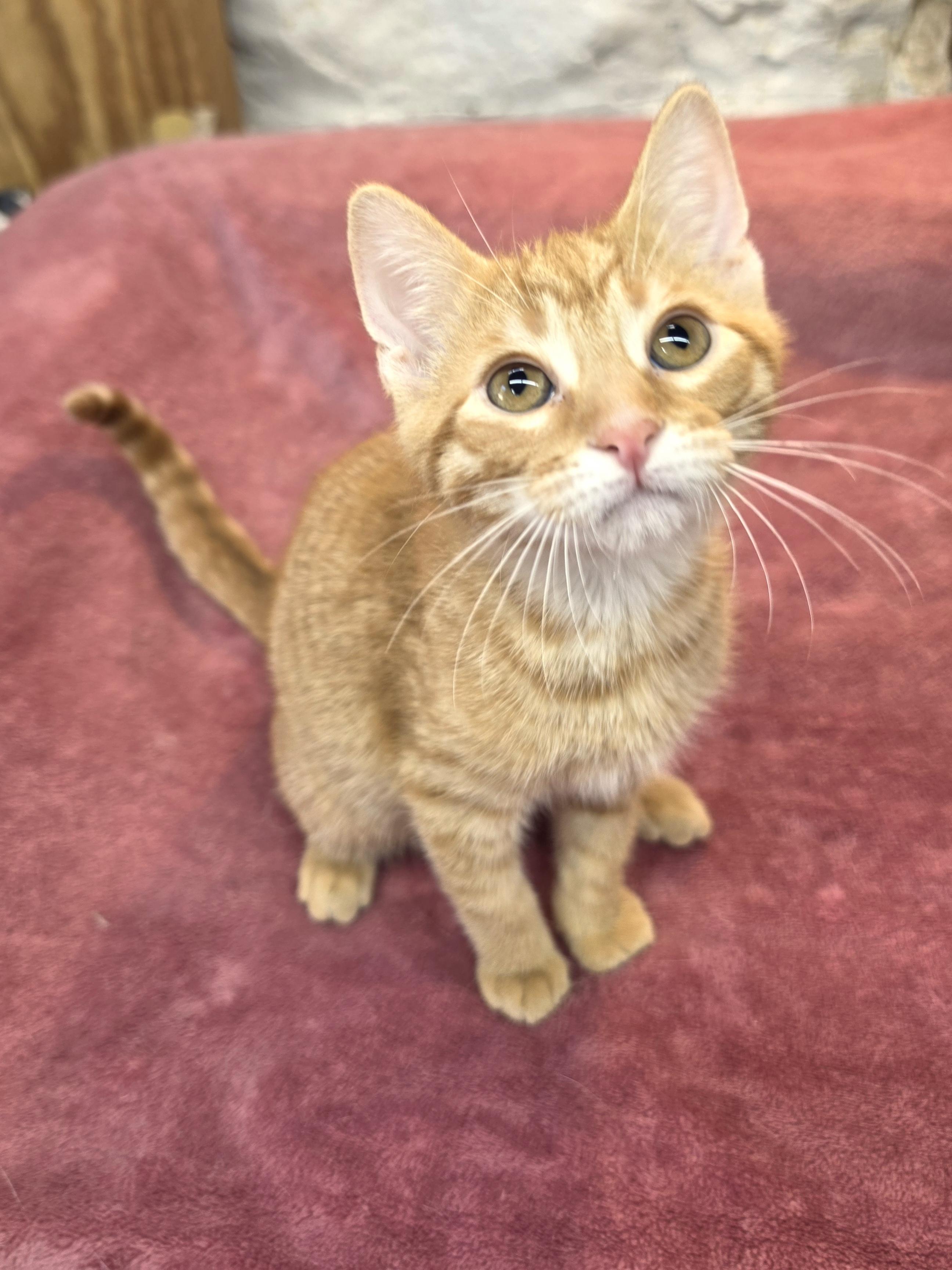 Fergus, Adoptable, Kitten Male Domestic Short Hair.