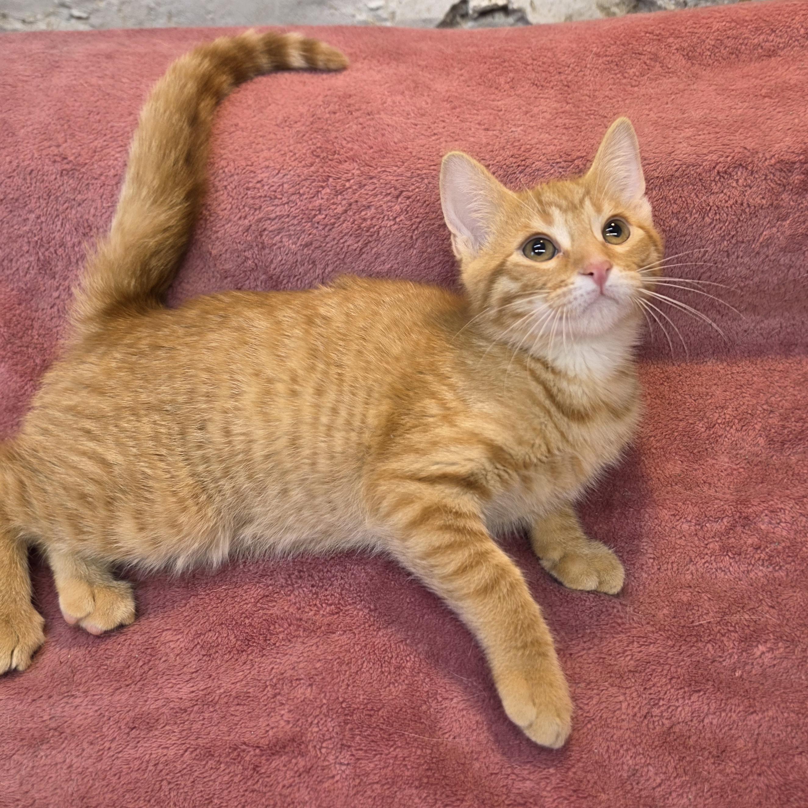Enlarge Fergus, a Adoptable Domestic Short Hair in Avon, OH image 2/4
