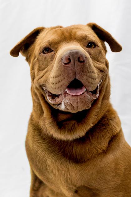 Enlarge Brutus, a Adoptable mixed breed in Conway, AR image 1/3