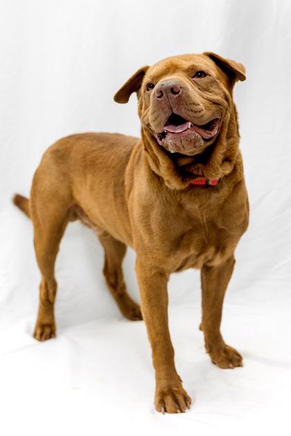 Enlarge Brutus, a Adoptable mixed breed in Conway, AR image 2/3