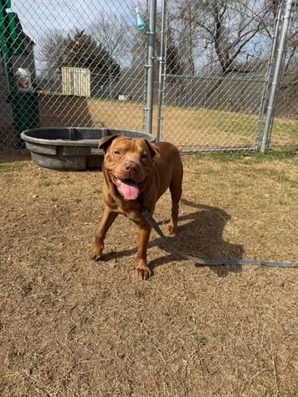 Enlarge Brutus, a Adoptable mixed breed in Conway, AR image 3/3