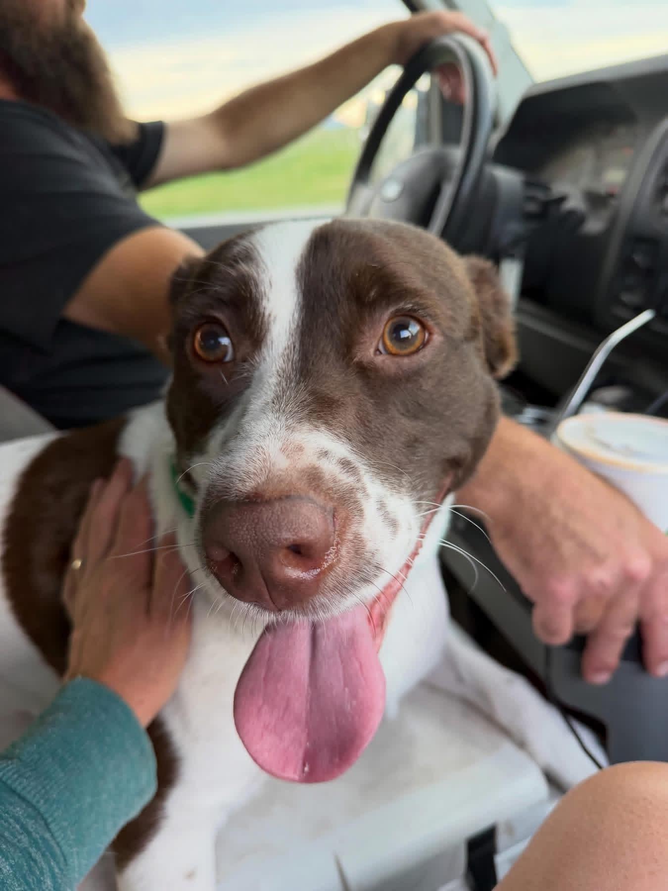 Bandit, Adoptable, Young Male Mixed Breed.