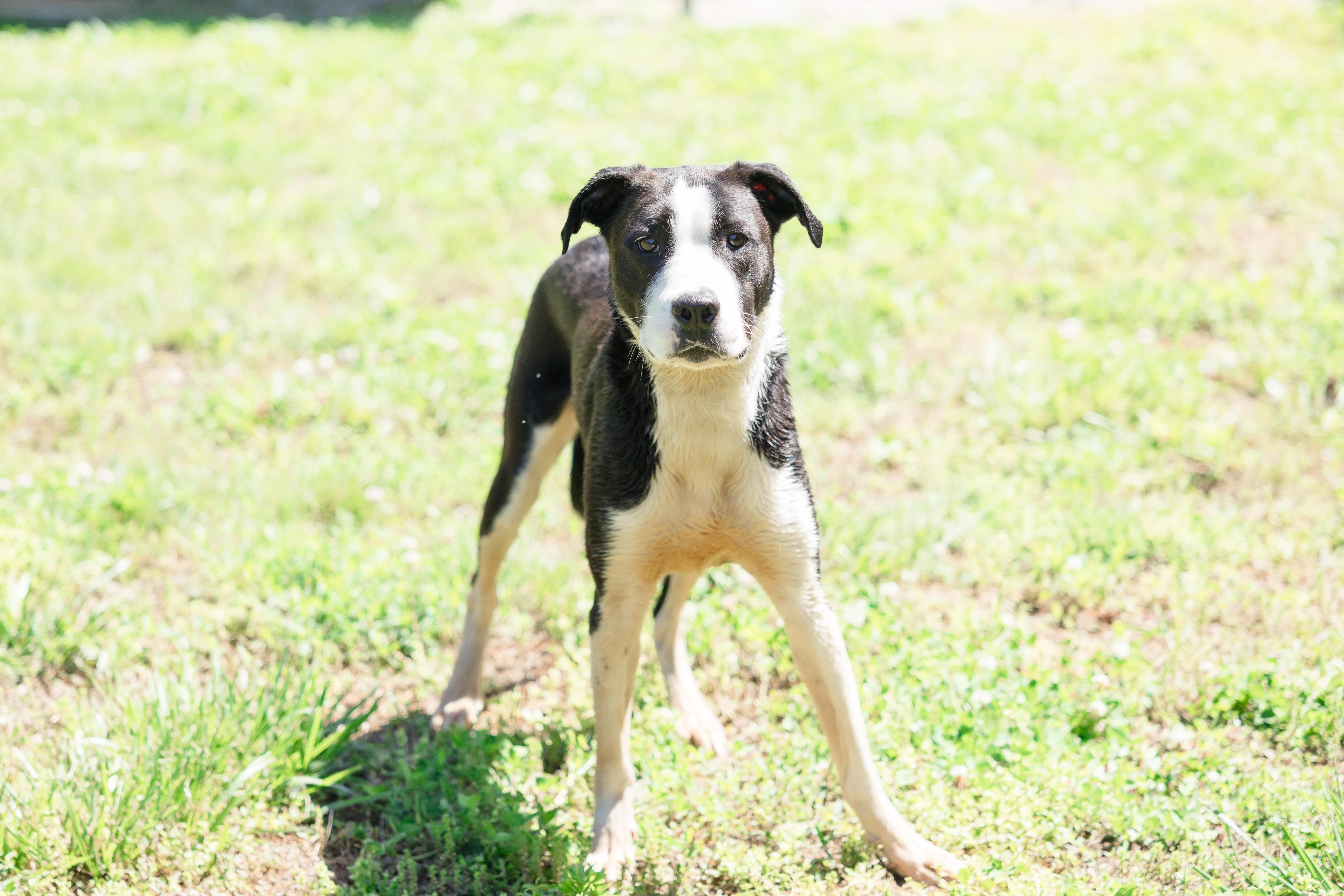 Orion, a ADOPTABLE mixed breed in Newburgh, IN image 3/3