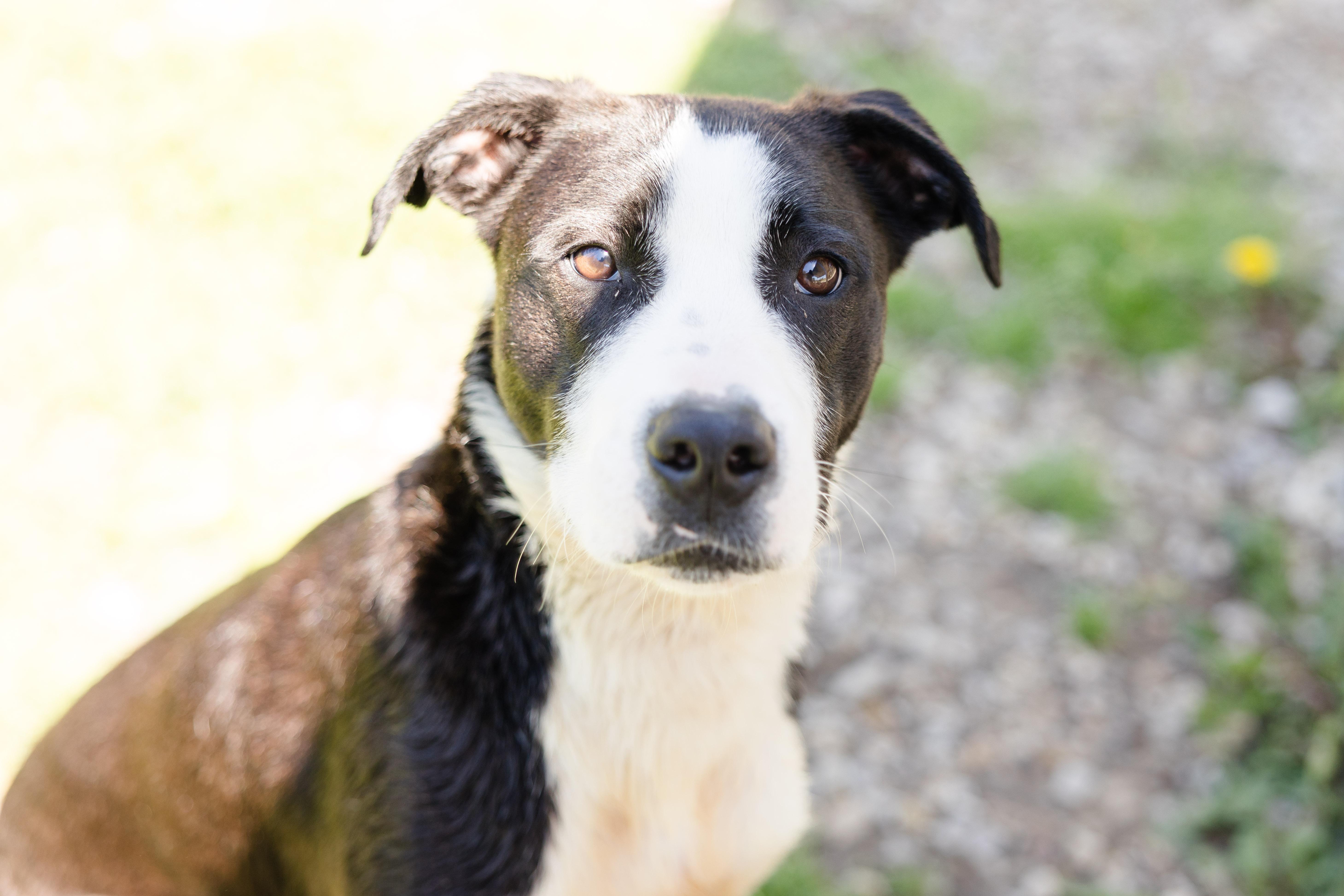Orion, ADOPTABLE, Adult Male Labrador Retriever & Pit Bull Terrier.