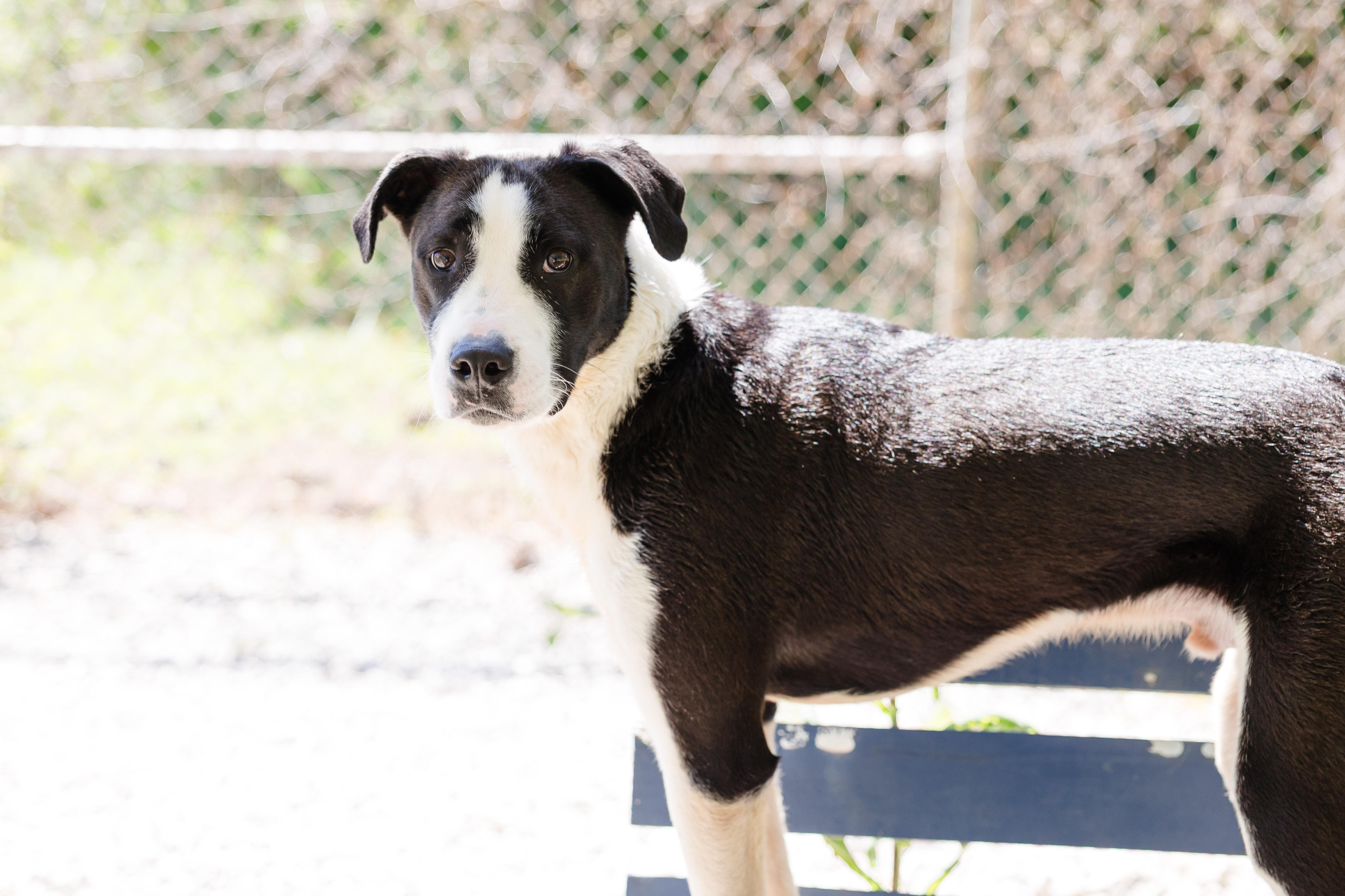 Orion, a ADOPTABLE mixed breed in Newburgh, IN image 2/3