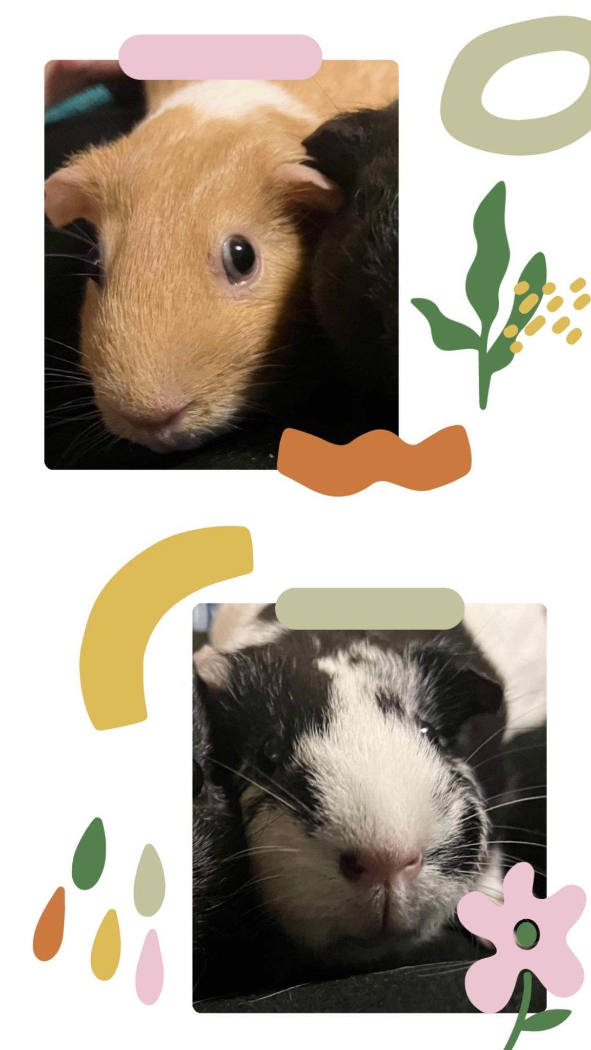 Mercy and Mayhem, Adoptable, Adult Female Guinea Pig.