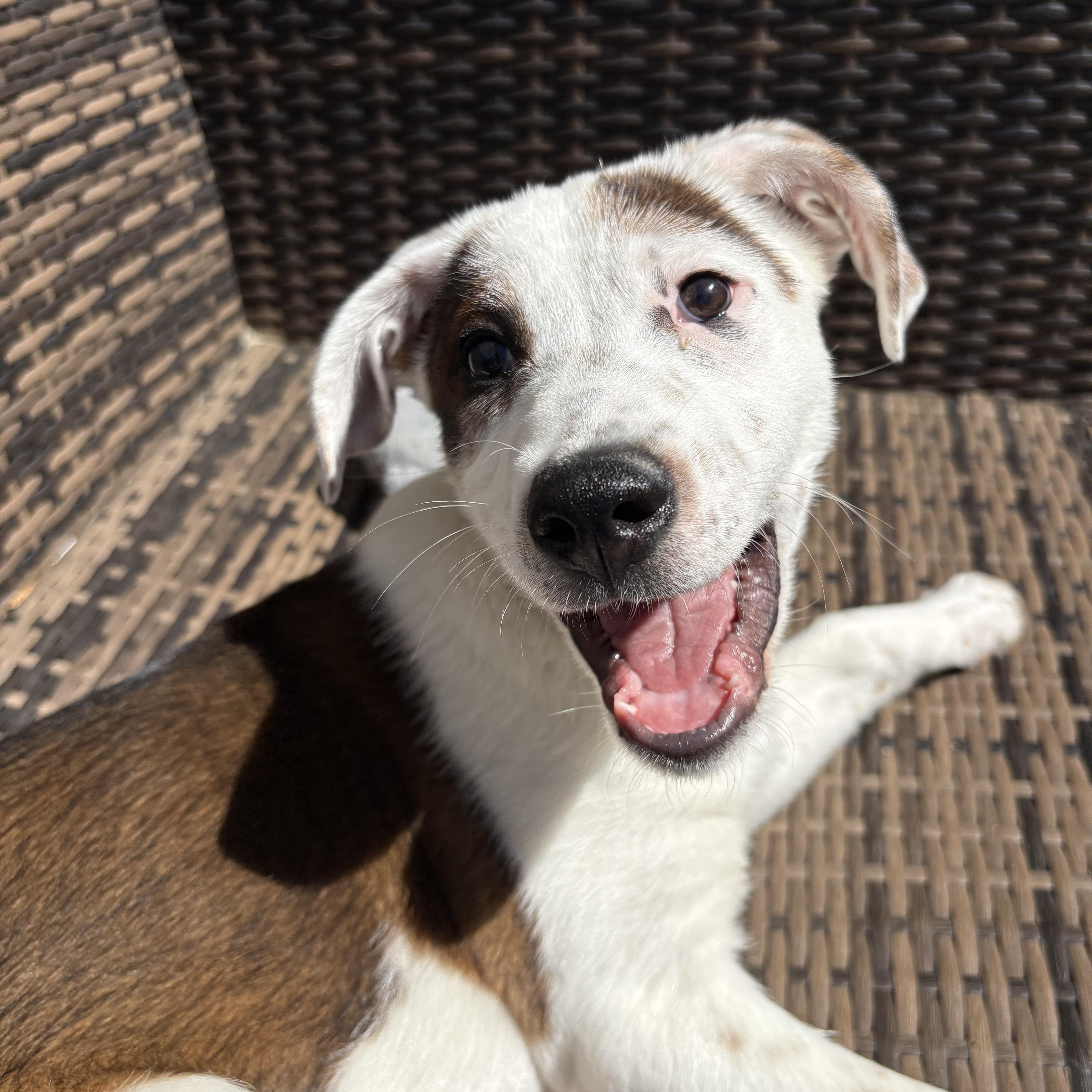 Butter, Adoptable, Puppy Female Mixed Breed.