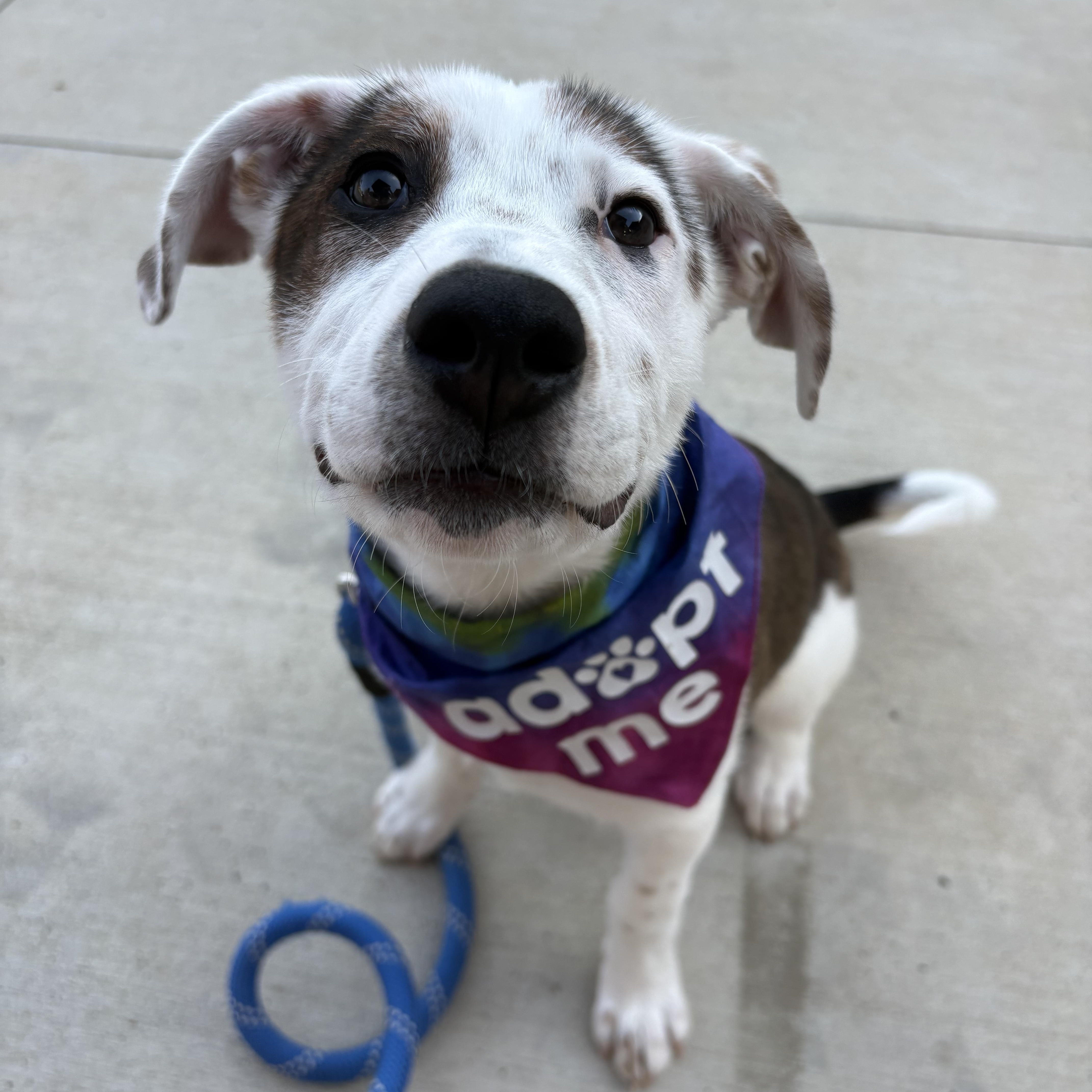 Enlarge Butter, a Adoptable Mixed Breed in Charlotte, NC image 2/6