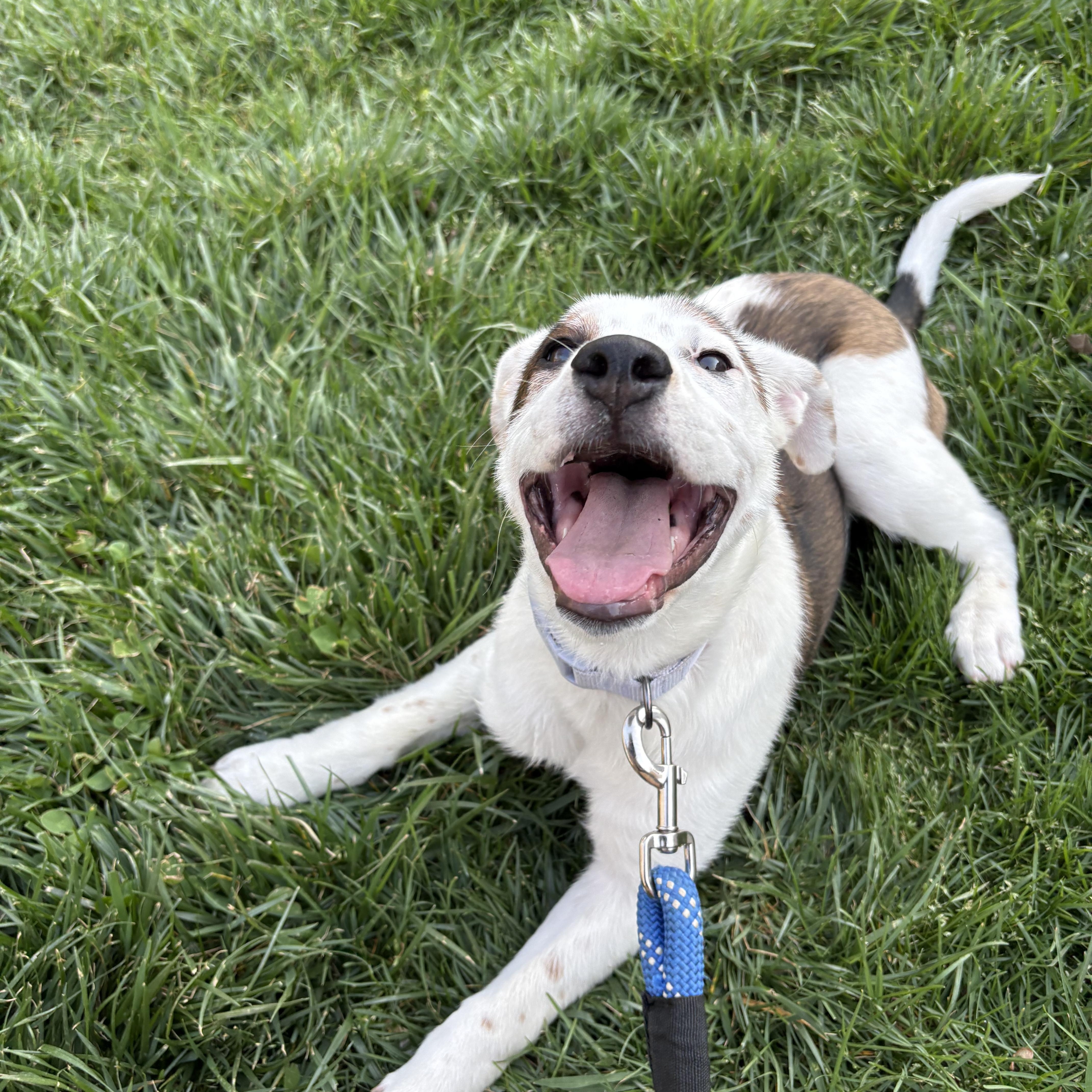 Enlarge Butter, a Adoptable Mixed Breed in Charlotte, NC image 5/6