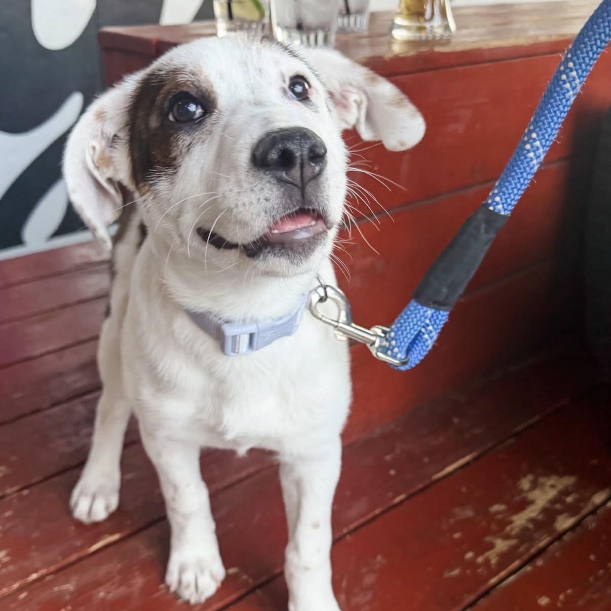 Enlarge Butter, a Adoptable Mixed Breed in Charlotte, NC image 3/6