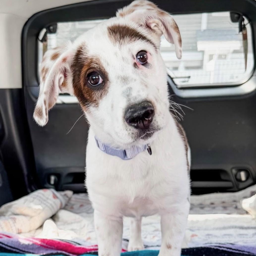 Enlarge Butter, a Adoptable Mixed Breed in Charlotte, NC image 4/6