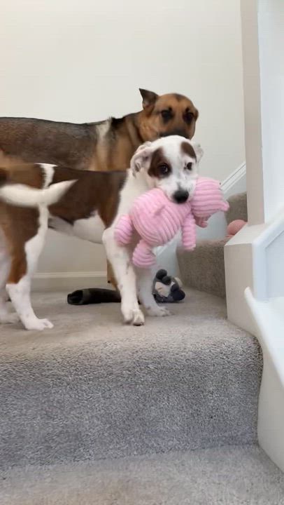 Enlarge Butter, a Adoptable Mixed Breed in Charlotte, NC video 6/6