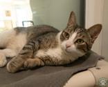 Enlarge Jesse, an adopted Domestic Short Hair in Potsdam, NY image 1/2
