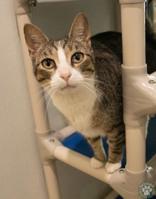 Enlarge Jesse, an adopted Domestic Short Hair in Potsdam, NY image 2/2