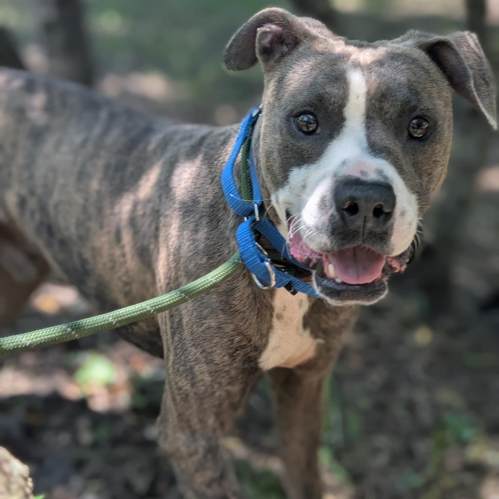 Enlarge Sean 27826, a Adoptable Mixed Breed in Middleburg, FL image 2/2