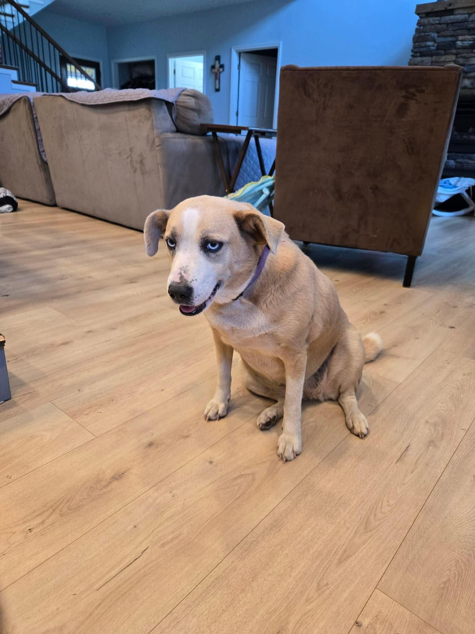Enlarge Dasiy, a Adoptable Mixed Breed in Stratham, NH image 1/3