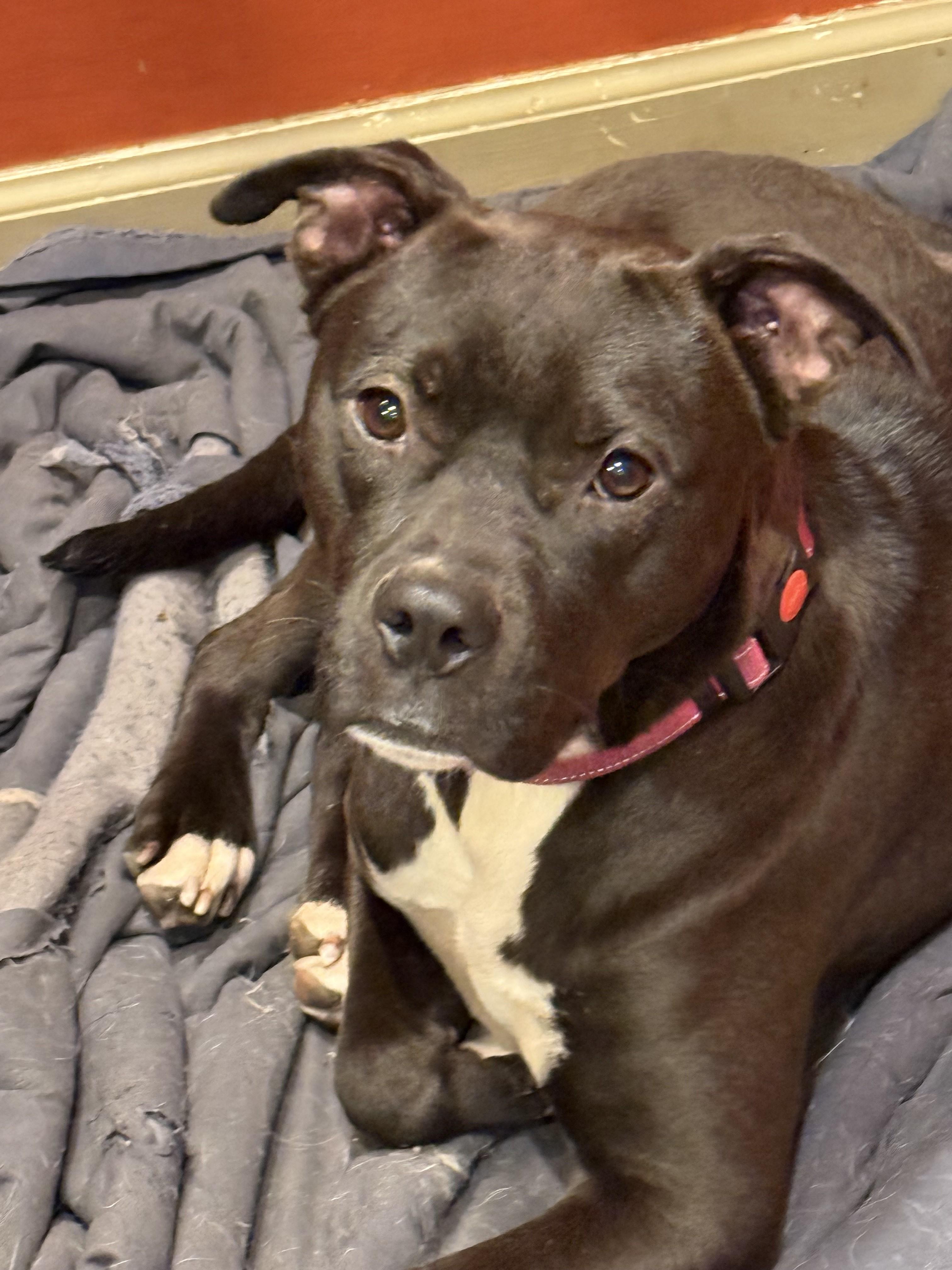 Enlarge Confetti-She has a Dream Personality the Perfect Little Girl in Every Way!, a Adoptable mixed breed in Danbury, CT image 1/4