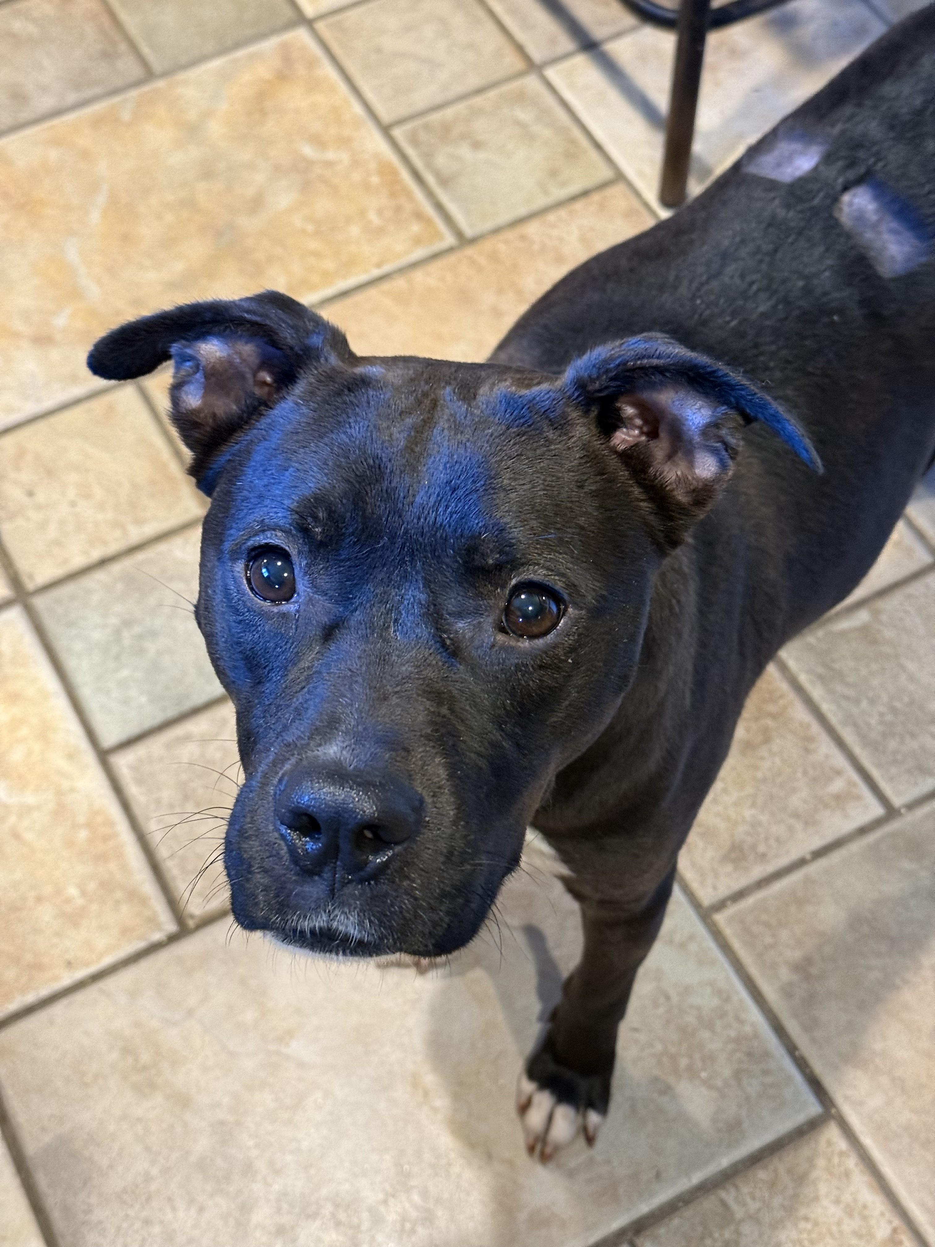 Enlarge Confetti-She has a Dream Personality the Perfect Little Girl in Every Way!, a Adoptable mixed breed in Danbury, CT image 2/4