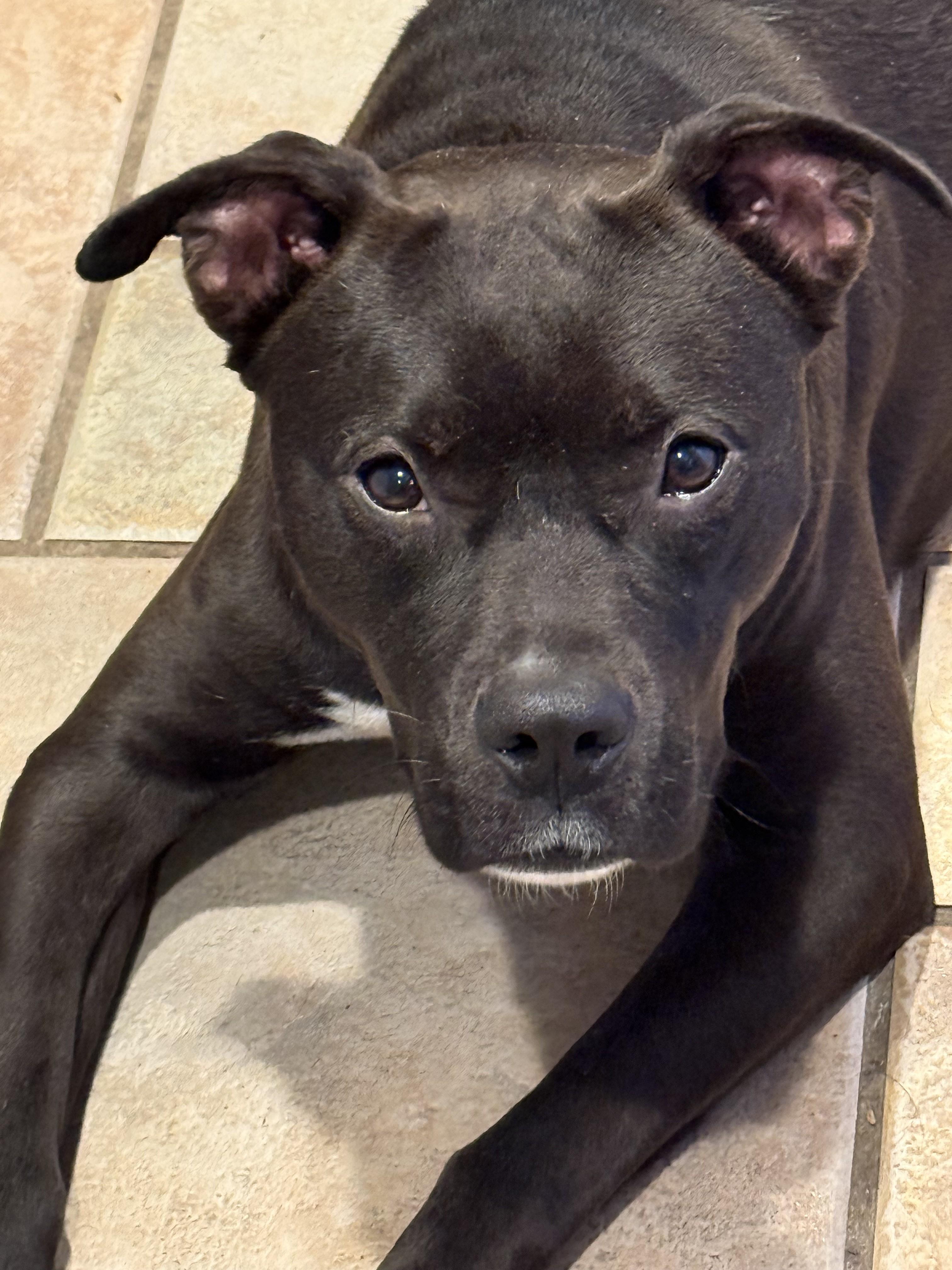 Enlarge Confetti-She has a Dream Personality the Perfect Little Girl in Every Way!, a Adoptable mixed breed in Danbury, CT image 3/4