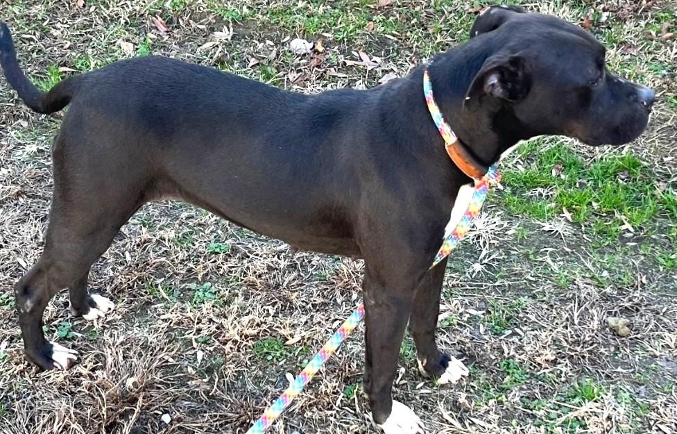 Enlarge Confetti-She has a Dream Personality the Perfect Little Girl in Every Way!, a Adoptable mixed breed in Danbury, CT image 4/4