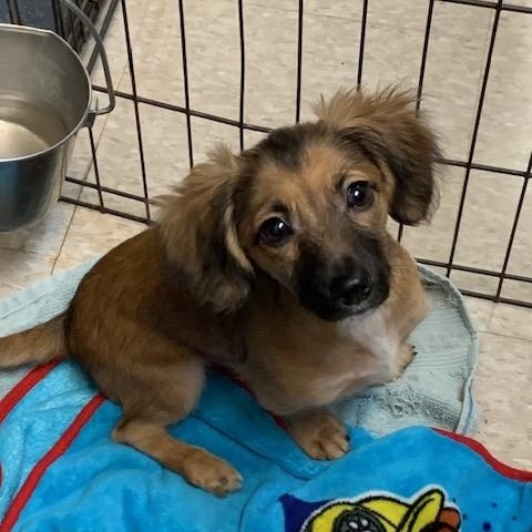 Enlarge Murphy, a ADOPTABLE mixed breed in Fair Oaks Ranch, TX image 1/4