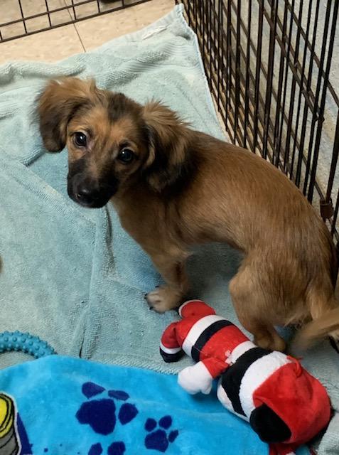 Enlarge Murphy, a ADOPTABLE mixed breed in Fair Oaks Ranch, TX image 2/4