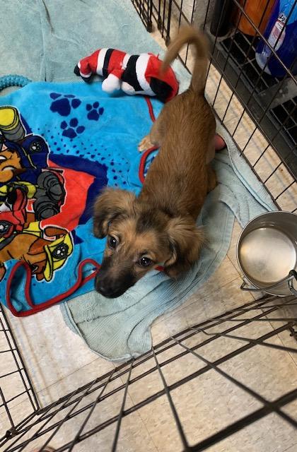 Enlarge Murphy, a ADOPTABLE mixed breed in Fair Oaks Ranch, TX image 4/4