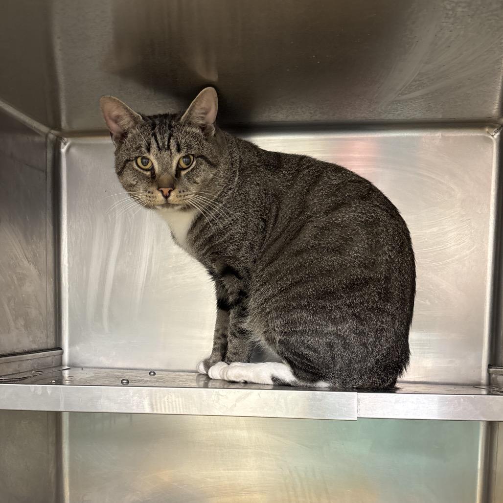Chirp, Adoptable, Adult Male American Bobtail & Domestic Medium Hair.