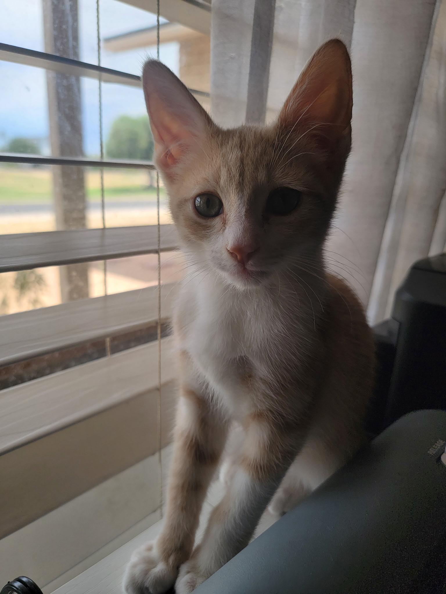Moon, ADOPTABLE, Kitten Male Tabby.