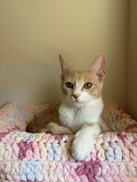 Moon (& Hawthorn), a ADOPTABLE Tabby in Mesa, AZ image 1/6